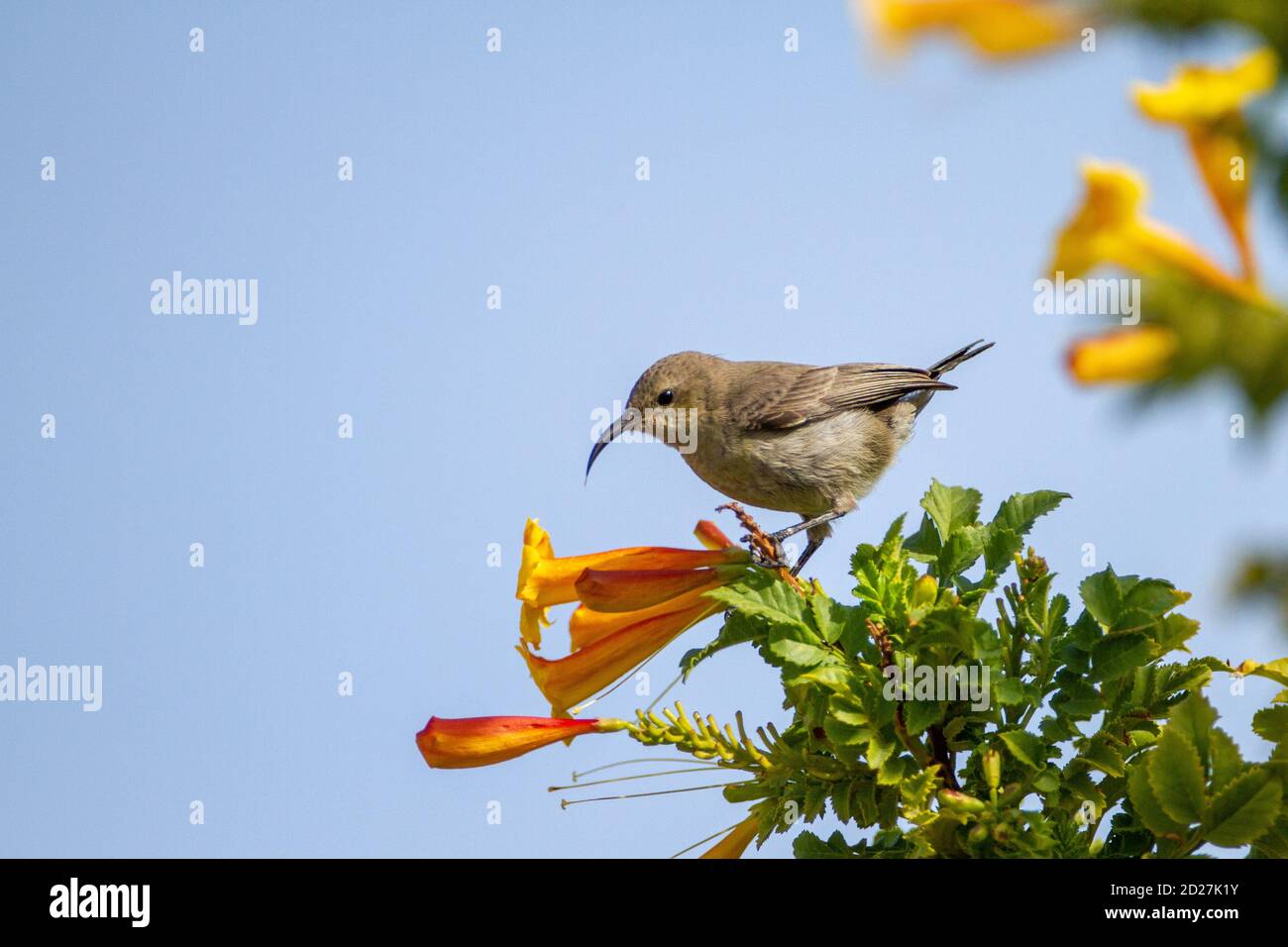 femal Palestine sunbird (Cinnyris osea) Stock Photo