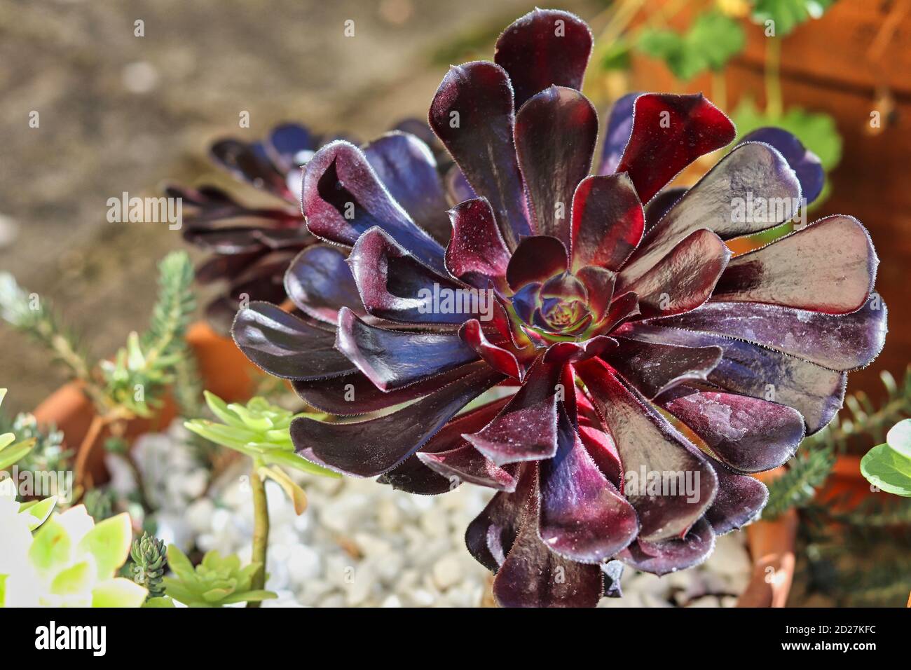 English garden flower hi-res stock photography and images - Alamy