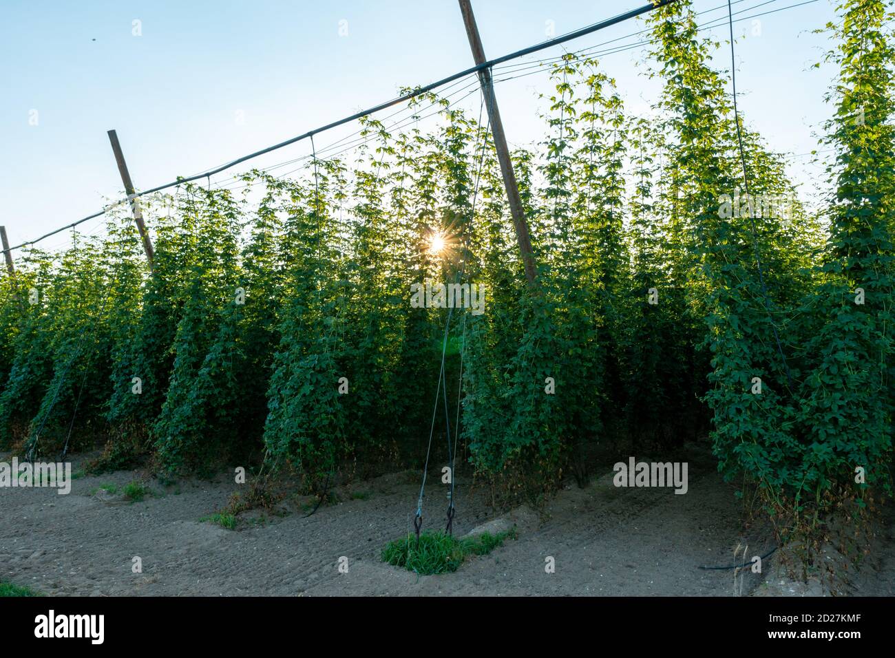 Green hops field. Fully grown hop bines. Hops field in Bavaria Germany. Hops are main ingredients in Beer production. Stock Photo