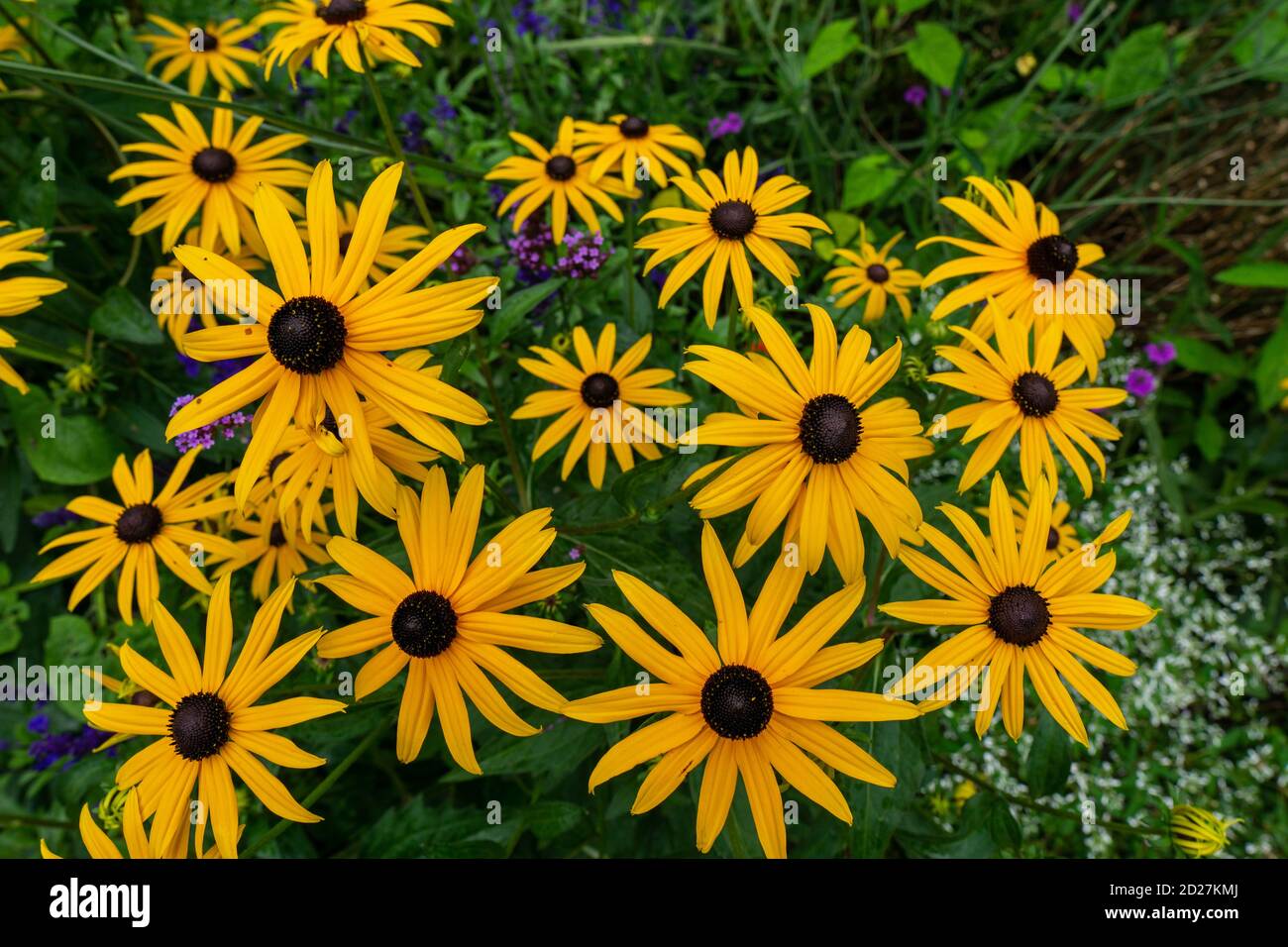 Yellow black-eyed susans, Rudbeckia hirta, flowering in a summer garden Stock Photo