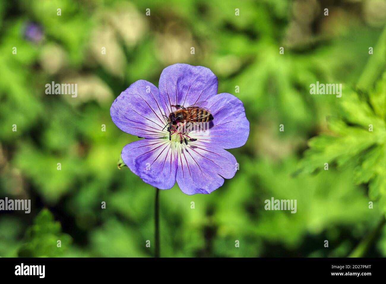English garden flower hi-res stock photography and images - Alamy
