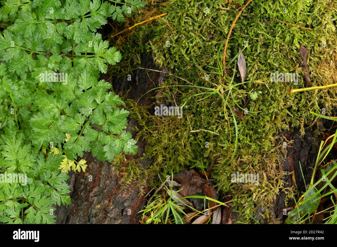 Moss texture with grass leaves hi-res stock photography and images - Alamy