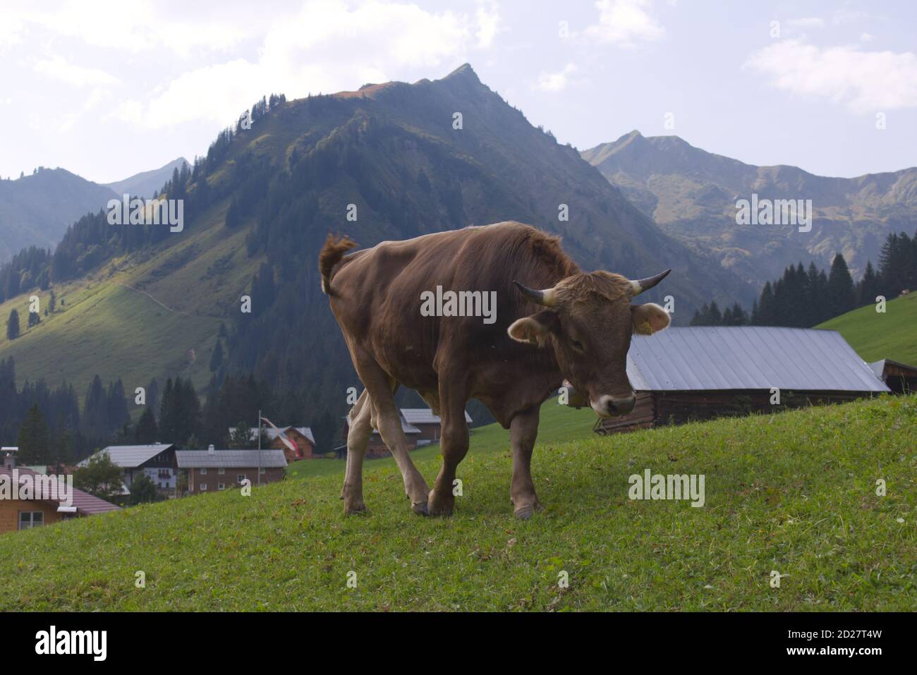 A brown cow, bull, cattle with a cowbell in hilly meadow valley in the Alps in Baad, Kleinwalsertal, Vorarlberg, Mittelberg, Bregenz, Austria Stock Photo