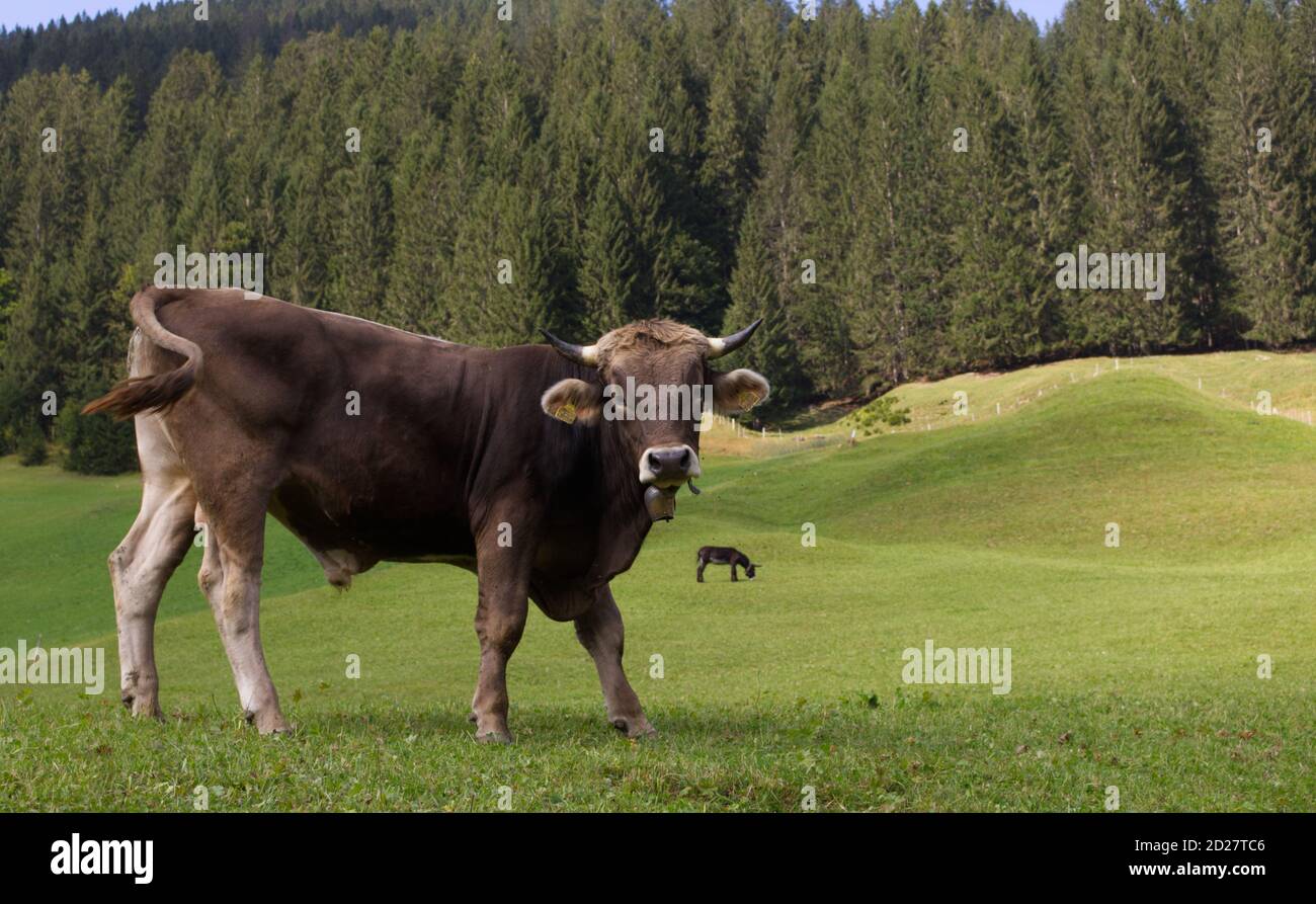 A brown cow, bull, cattle with a cowbell posing with a donkey in the background in hilly meadow valley in the Alps in Baad, Kleinwalsertal, Vorarlber Stock Photo