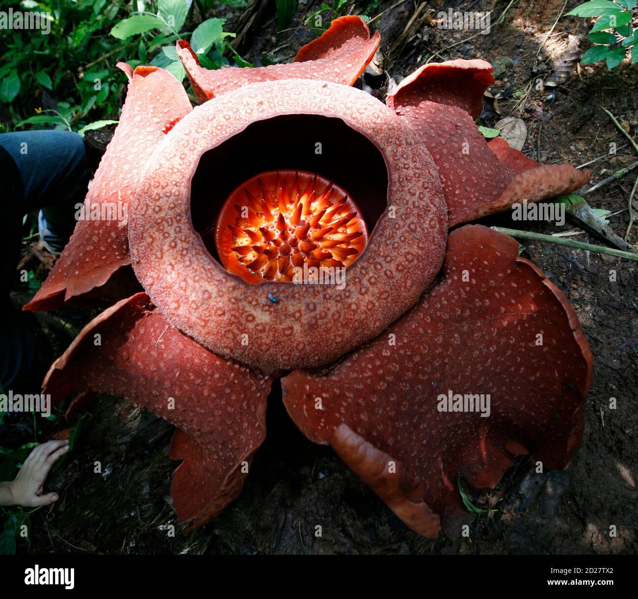 Rotting Meat Smell High Resolution Stock Photography And Images Alamy