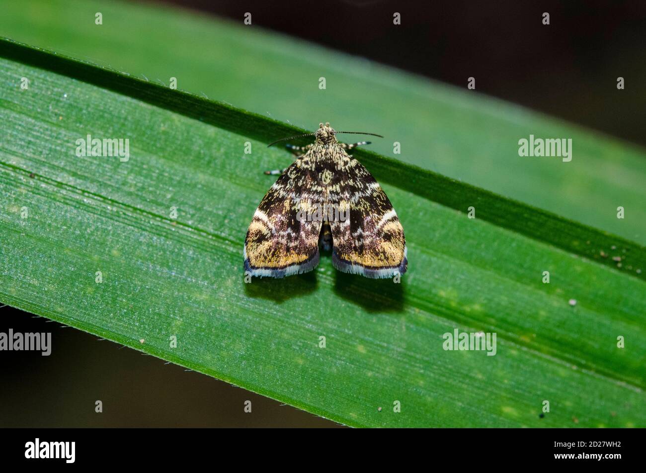 Metalmark Moth, Choreutis sp, on leaf, Klungkung, Bali, Indonesia Stock Photo