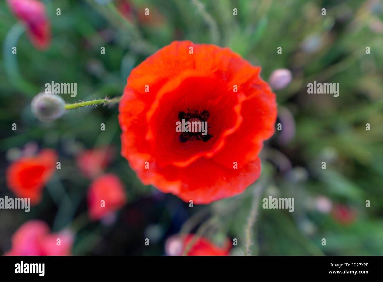 Top down close up view on red poppy flower. Remembrance day Stock Photo