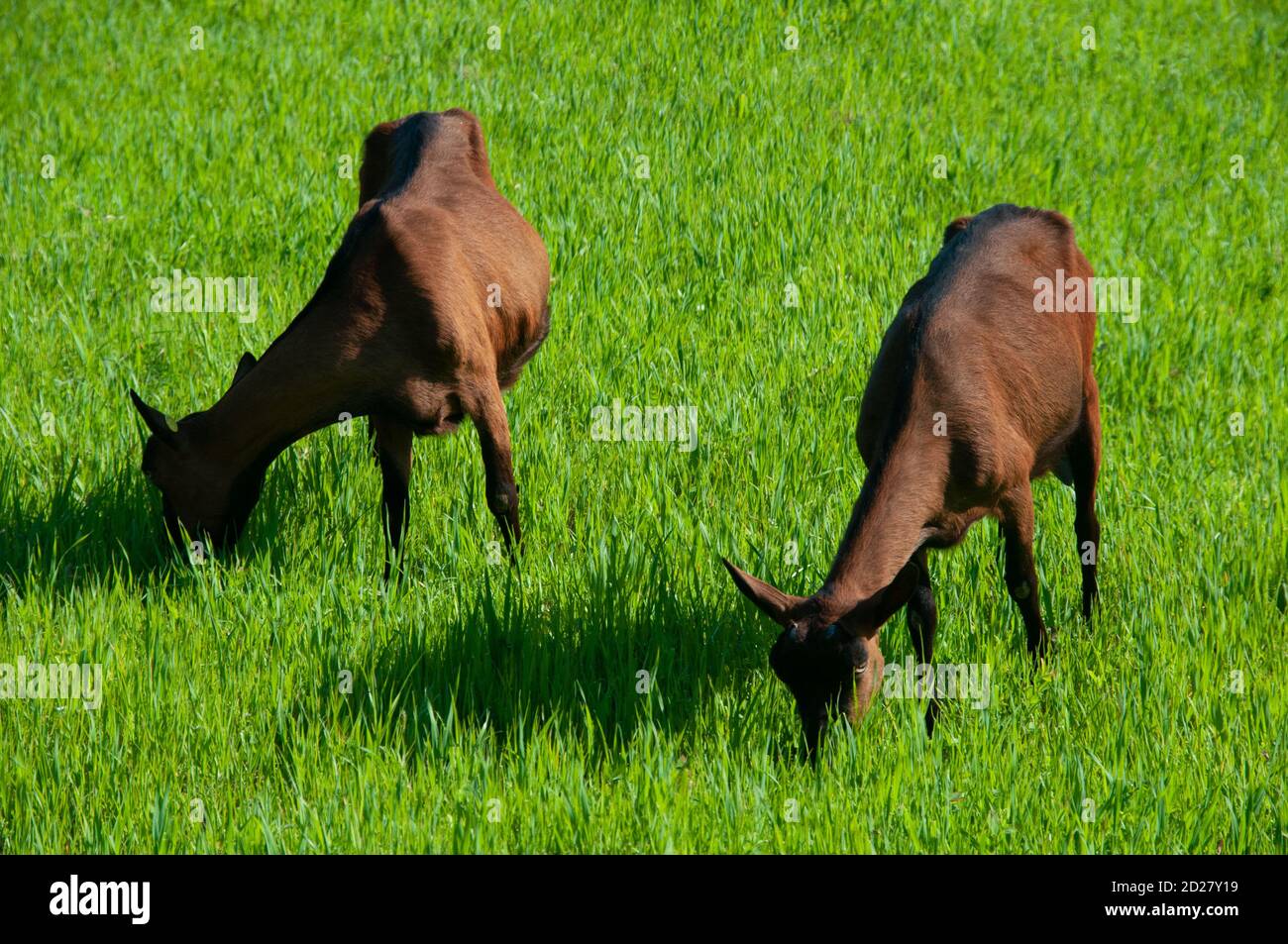 Goats grazing in Pietrasanta, Tuscany, Italy. Stock Photo