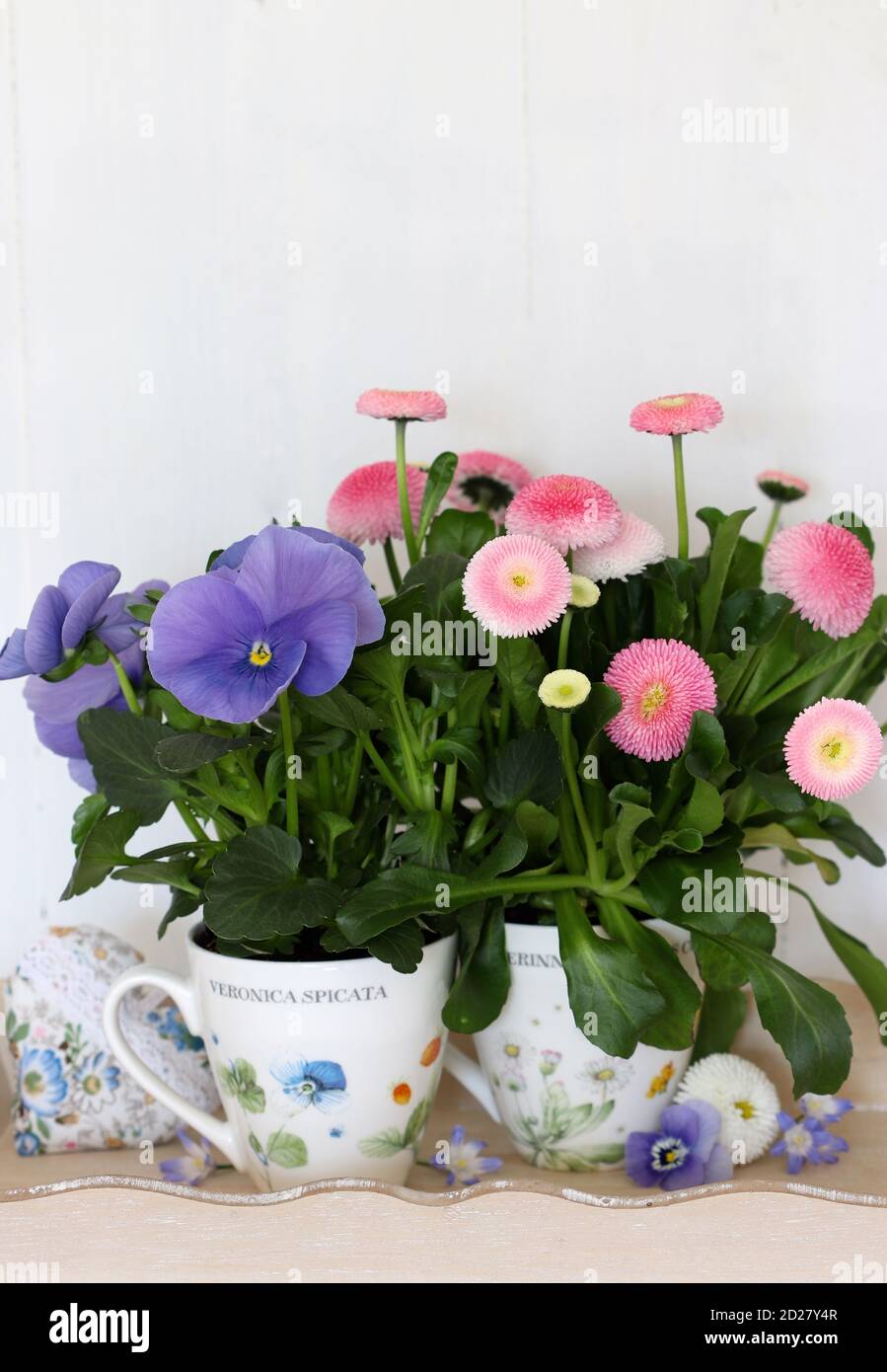 blue viola flower and pink bellis perennis in cups as spring decoration Stock Photo