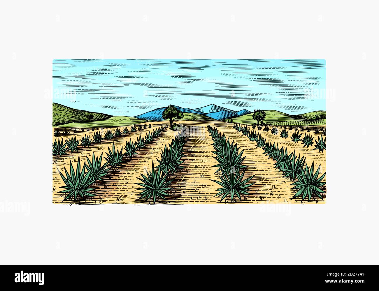 Agave field. Vintage retro landscape. Harvesting for tequila making. Engraved hand drawn sketch. Woodcut style. Vector illustration for menu or poster Stock Vector