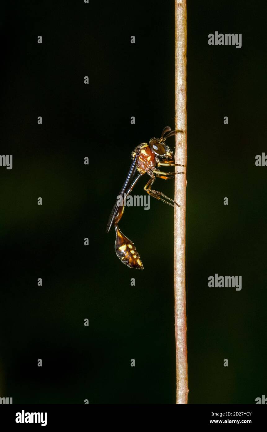 Mimic Hoverfly, Allobaccha sp, mimicking a thin-waisted Sphecid wasp, Klungkung, Bali, Indonesia Stock Photo