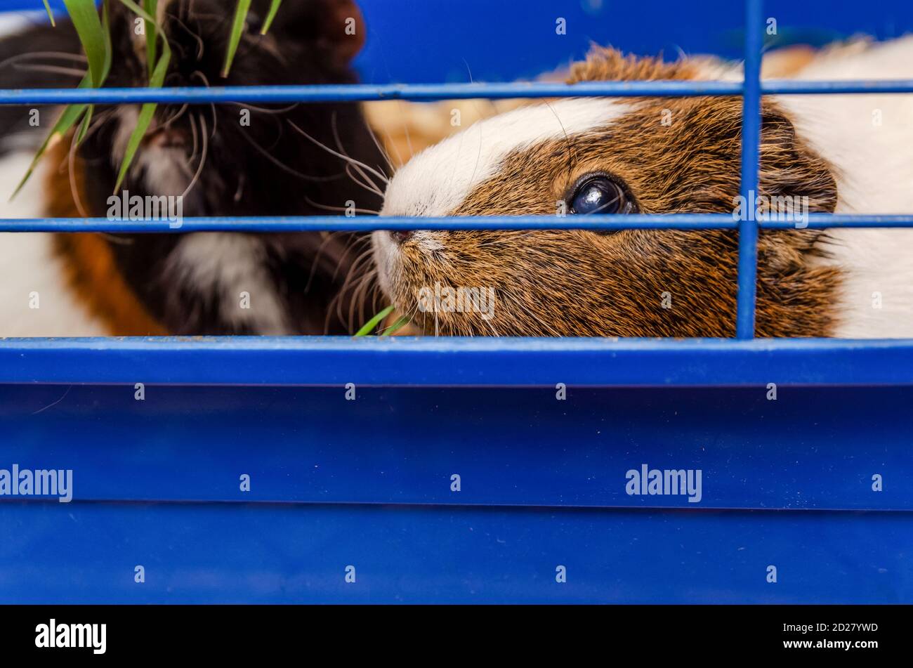 Two different guinea pigs near the food ball in the cage (selective focus on the guinea pig on