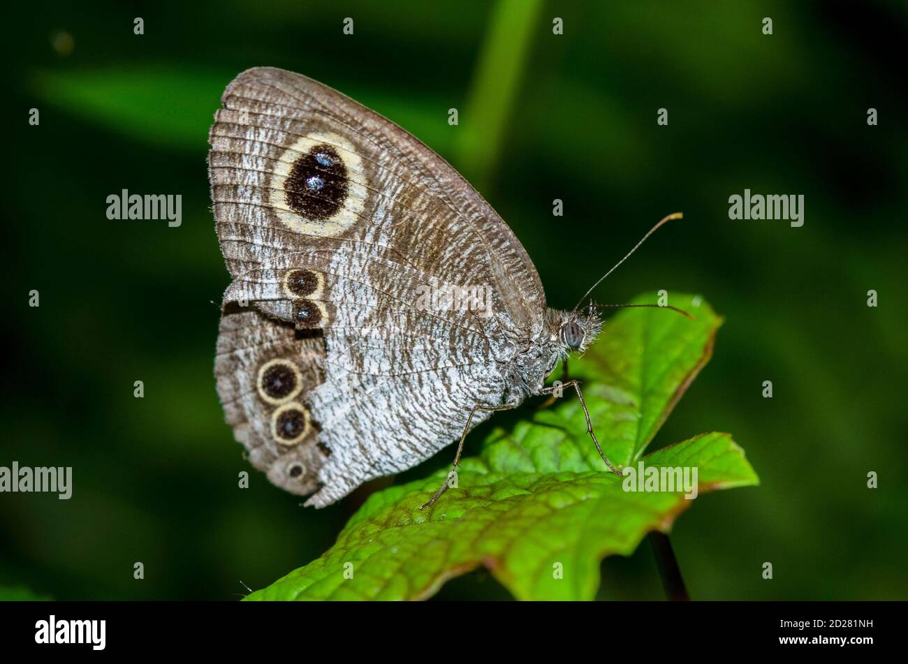 Common Five Ring Butterfly, Ypthima baldus, on leaf, Klungkung, Bali, Indonesia Stock Photo