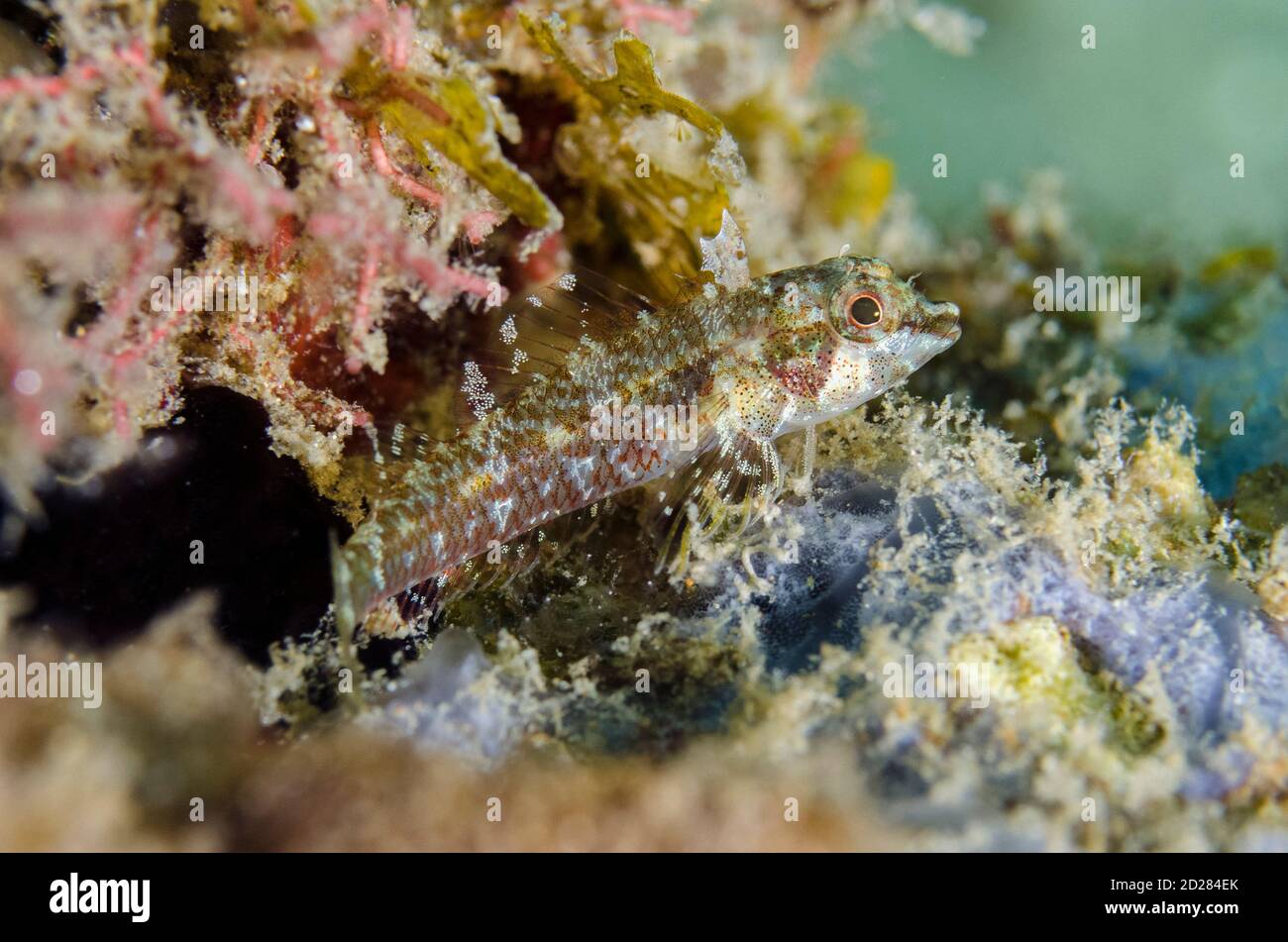 Yellownape Triplefin, Enneapterygius flavoccipitis, Laha dive site, Ambon, Maluku, Indonesia, Banda Sea Stock Photo