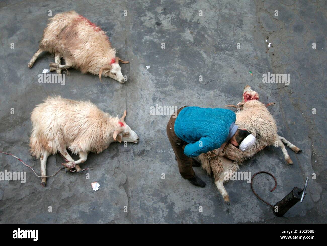 A Muslim Slaughters Sheep To Celebrate The Eid Al Adha Festival In Xining Northwestern China S Qinghai Province December 30 06 Muslims Around The World Celebrate Eid Al Adha By Slaughtering Sheep Goats And Cows A Muslim Slaughters Sheep To Celebrate The Eid Al Adha Festival In Xining Northwestern China S Qinghai Province December 30 06 Muslims Around The World Celebrate Eid Al Adha By Slaughtering Sheep Goats And Cows