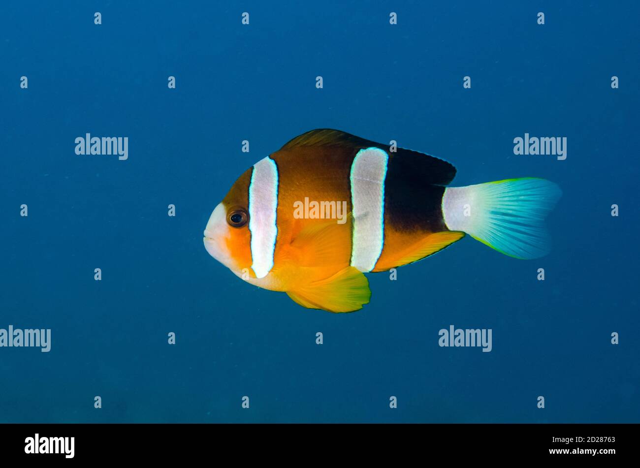Clark's Anemonefish, Amphiprion clarkii, Laha dive site, Ambon, Maluku, Indonesia, Banda Sea Stock Photo