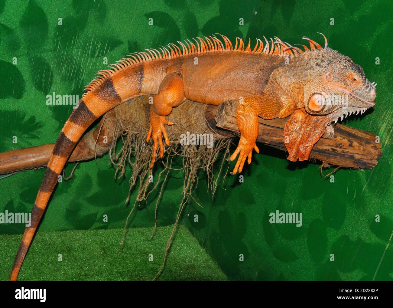 Red iguana - morph green iguana (Latin. Iguana iguana) is a large herbivorous lizard of the iguana family Stock Photo