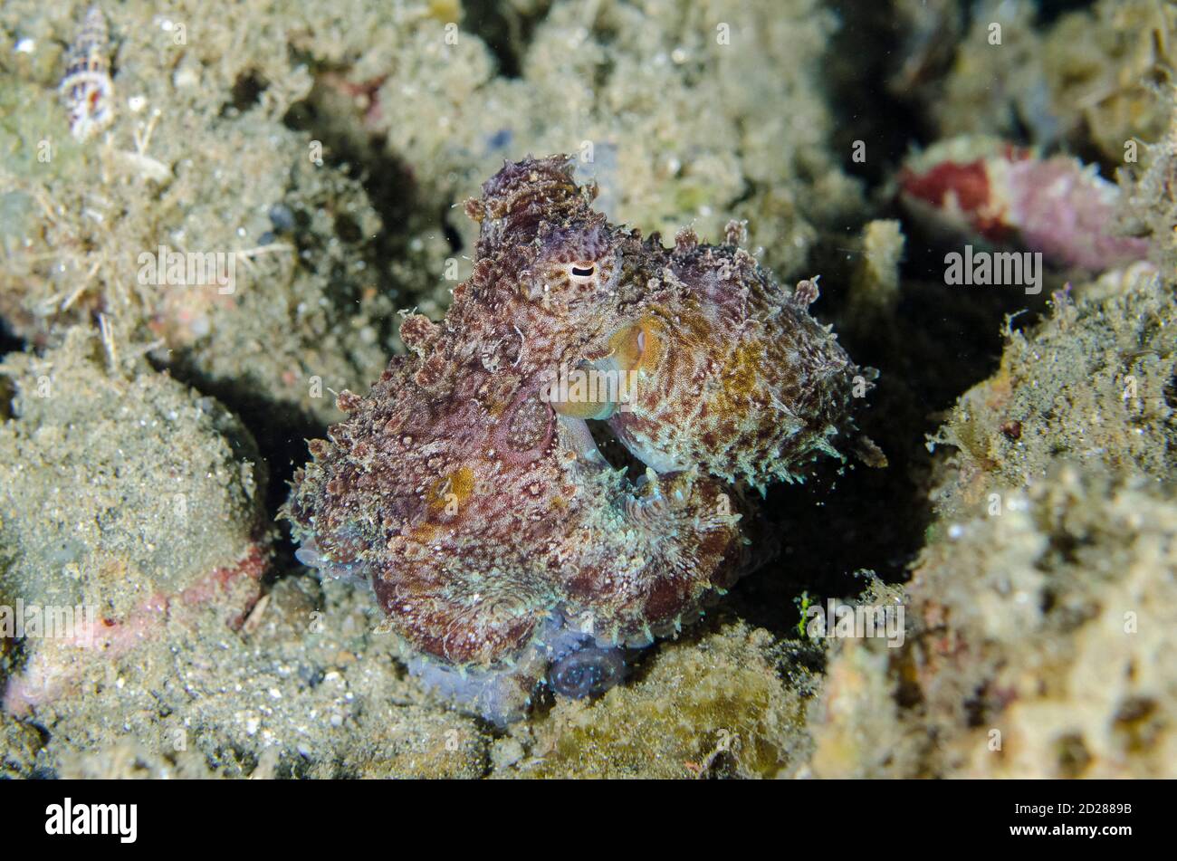 Mototi Octopus, Amphioctopus siamensis, Laha dive site, Ambon, Maluku, Indonesia, Banda Sea Stock Photo