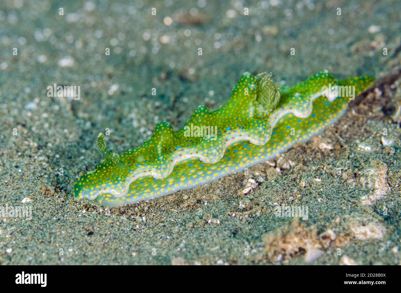 Jolly Green Giant Nudibranch, Miamira sinuata, Rhino City dive site, Ambon, Maluku, Indonesia, Banda Sea Stock Photo