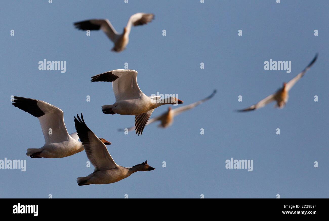 Greater Snow geese fly at the Cap Tourmente Wildlife area at St-Joachim,  October 26, 2008. According to Environment Canada, at the beginning of the  last century there was about 3,000 Greater Snow