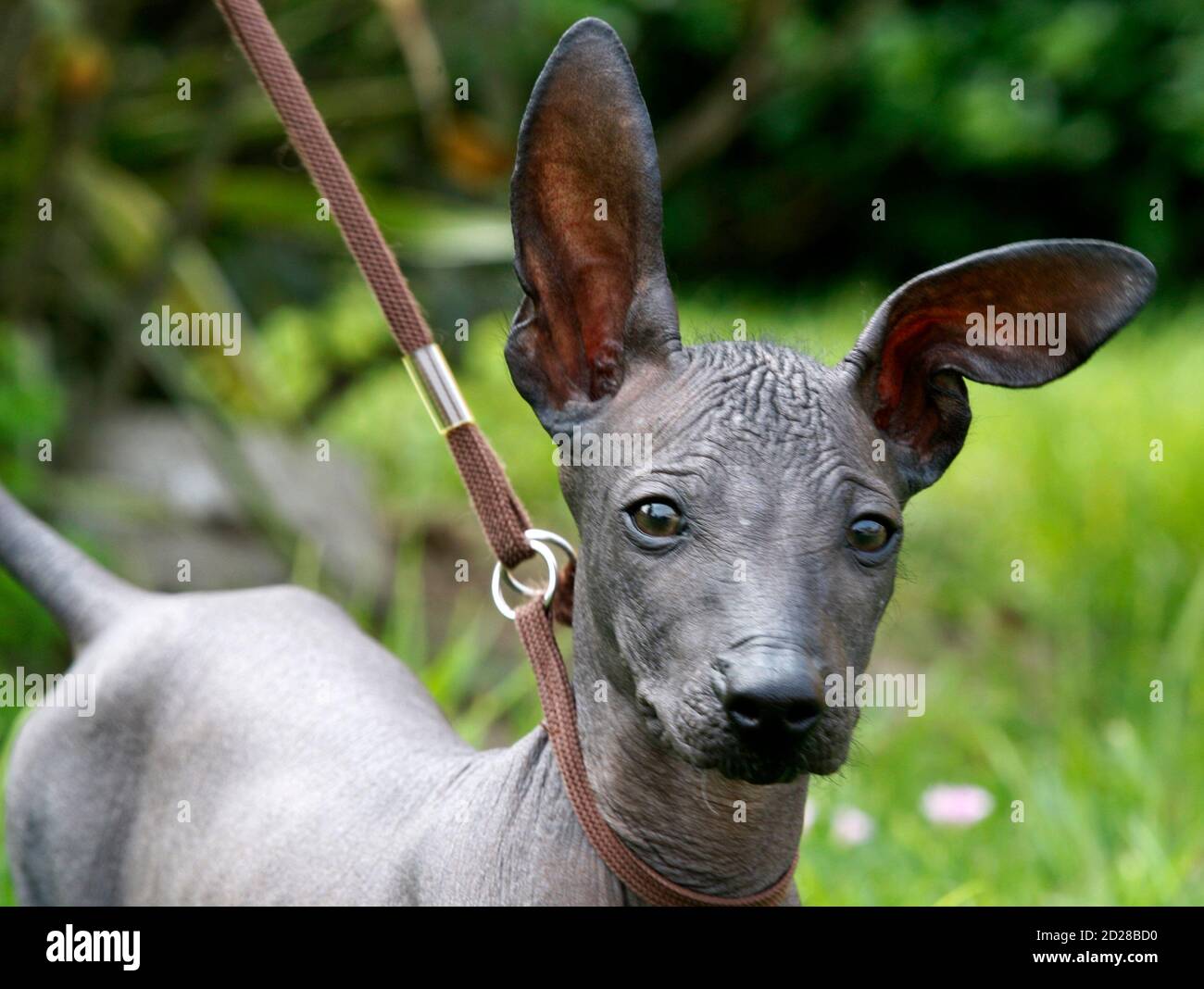 Toothless old dog hi-res stock photography and images - Alamy Toothless old dog hi-res stock photography and images - Alamy