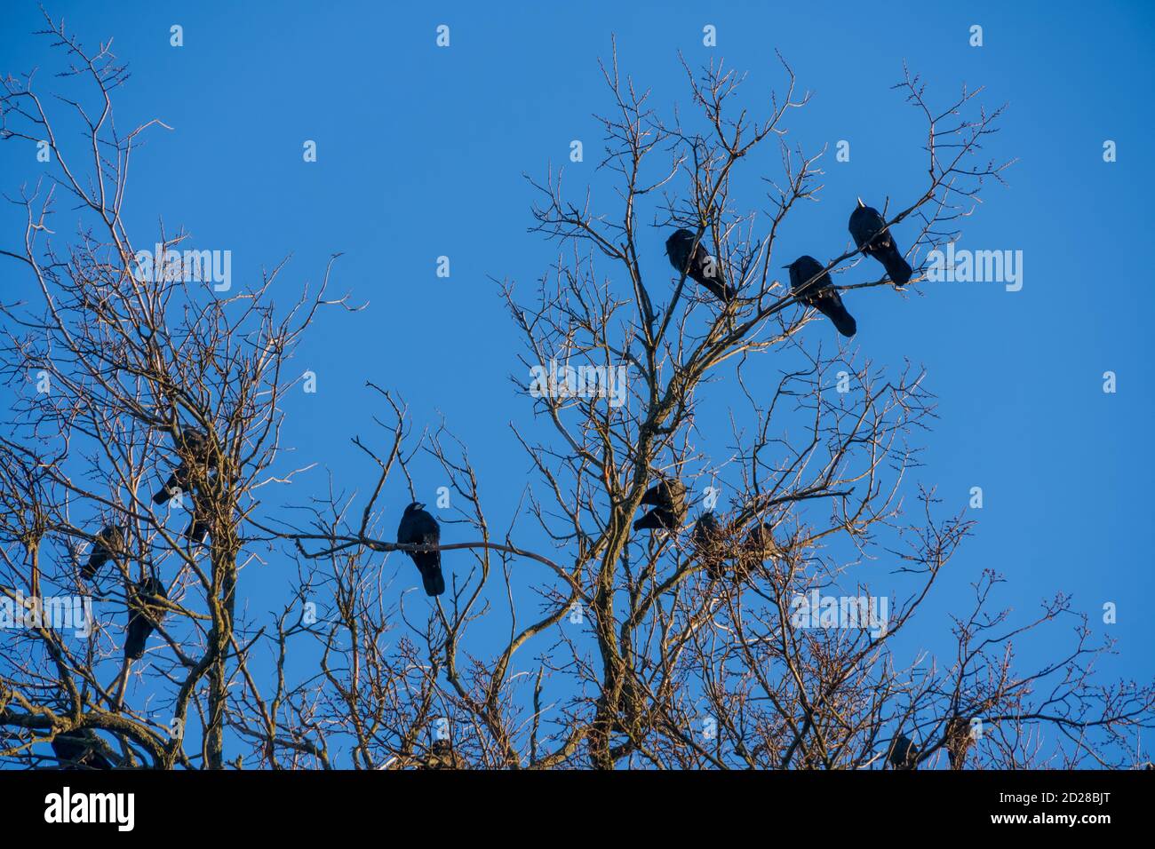 Raven on birch tree branch hi-res stock photography and images - Alamy