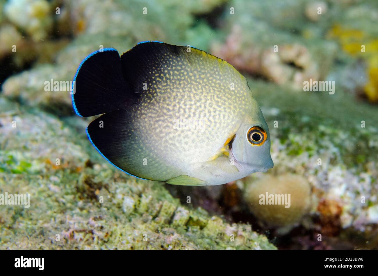 Pearl-scaled Angelfish, Centropyge vroliki, Laha dive site, Ambon, Maluku, Indonesia, Banda Sea Stock Photo