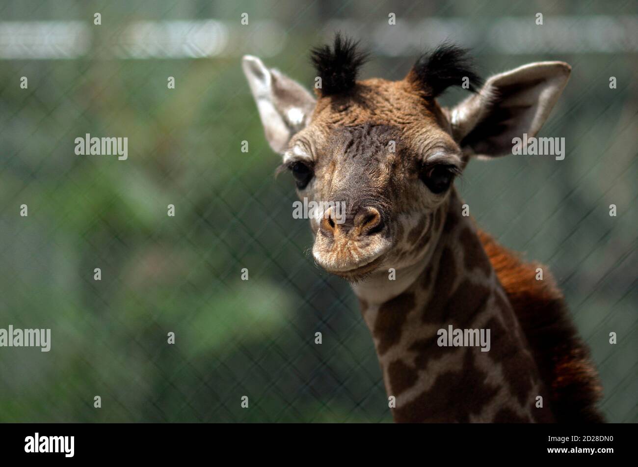 A newborn, and as yet unnamed, male giraffe looks out from his enclosure at the Franklin Park Zoo in Boston, Massachusetts July 27, 2009. The baby giraffe's father, Beau, was diagnosed with A newborn, and as yet unnamed, male giraffe looks out from his enclosure at the Franklin Park Zoo in Boston, Massachusetts July 27, 2009. The baby giraffe's father, Beau, was diagnosed with