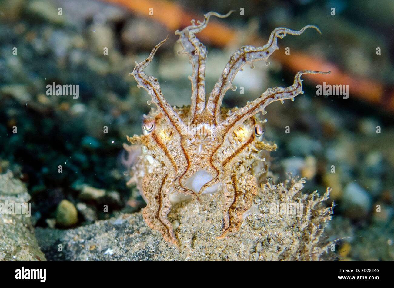 Crinoid Cuttlefish, Sepia sp, Laha dive site, Ambon, Maluku, Indonesia, Banda Sea Stock Photo
