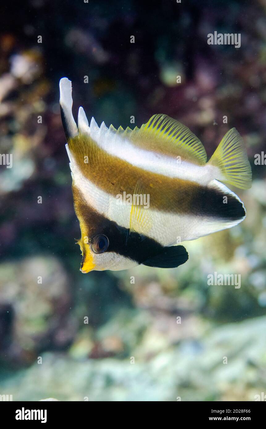 Pennant Bannerfish, Heniochus chrysostomus, Pulau Molana dive site, near Ambon, Maluku, Indonesia, Banda Sea Stock Photo