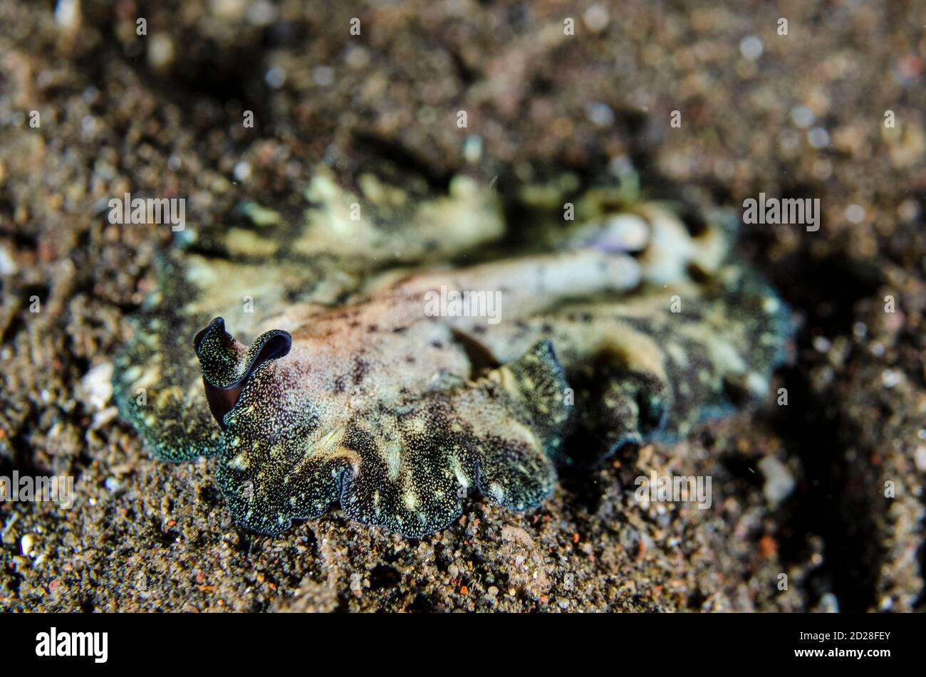 Pseudobiceros Flatworm, Pseudobiceros sp, night dive, Melasti dive site, Amed, Bali, Indonesia, Indian Ocean Stock Photo