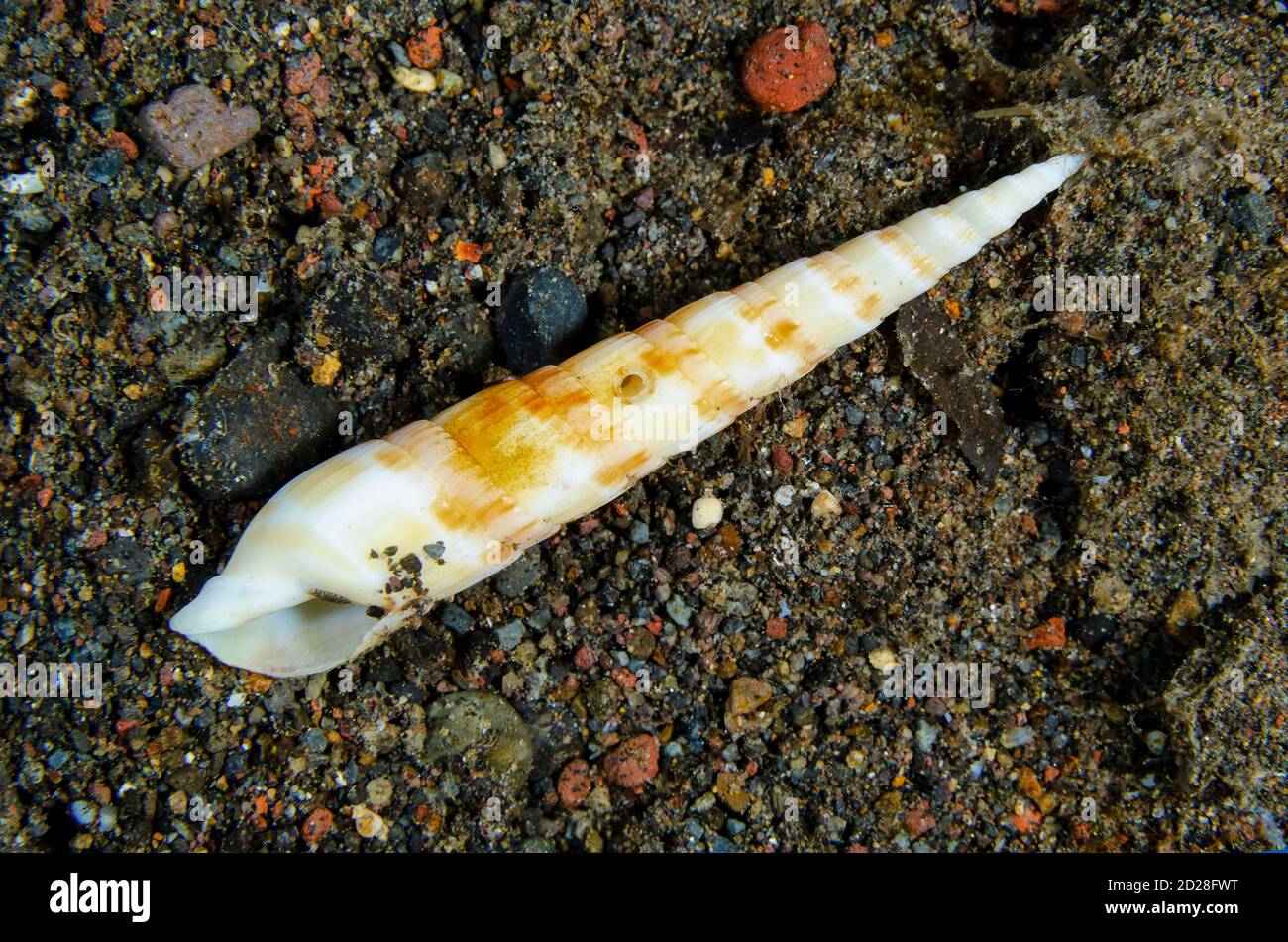 Auger Shell, Terebra sp, with hole from carnivorous gastropod, Ghost Bay dive site, Amed, Bali, Indonesia, Indian Ocean Stock Photo