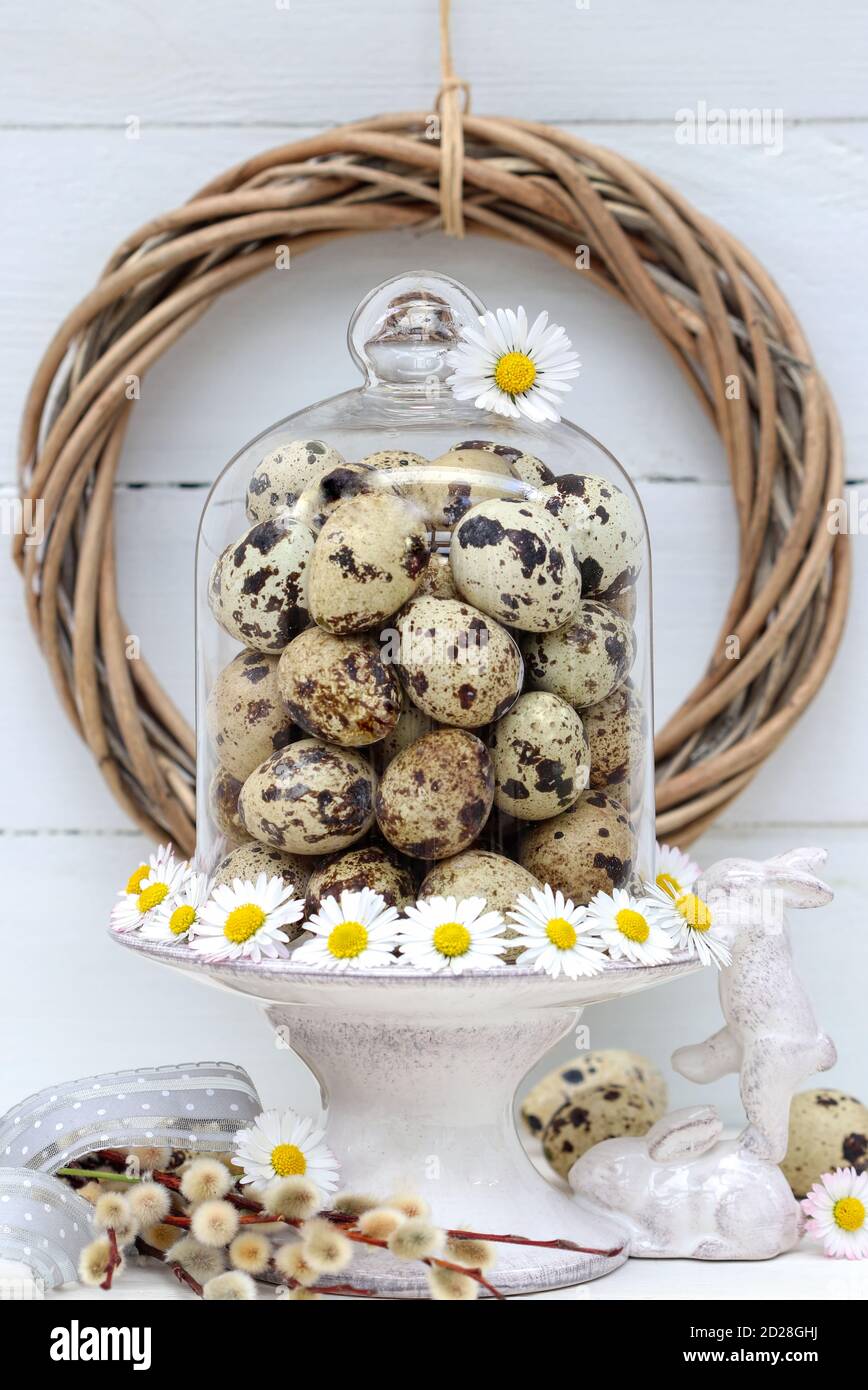 easter decoration with quail eggs under glass cover and daisy flowers