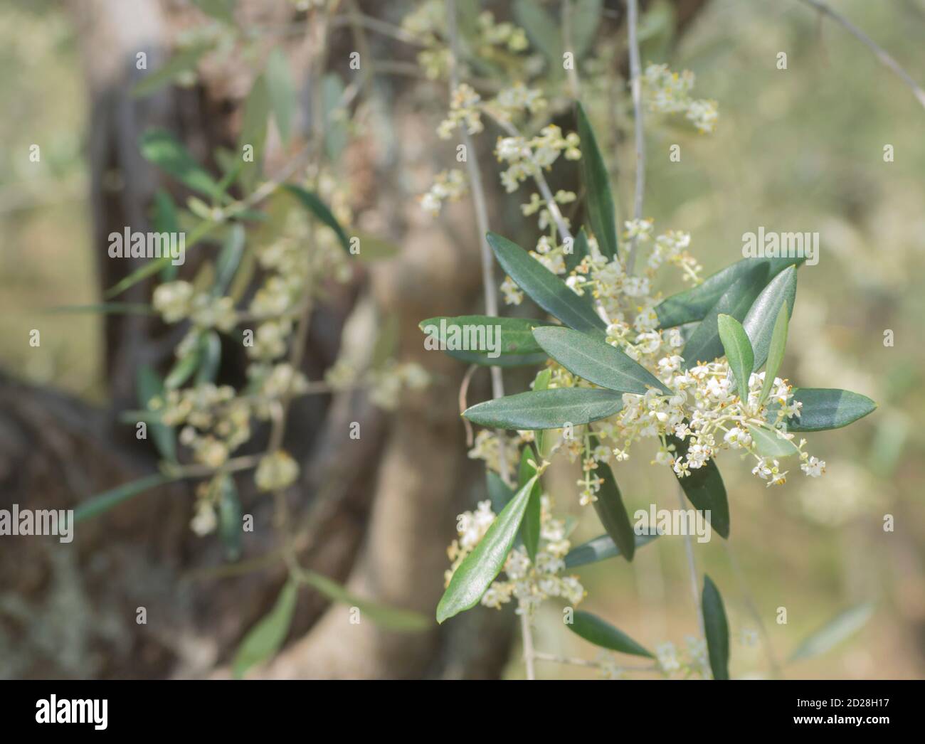 olive tree in blooming in a selective focuse picture Stock Photo