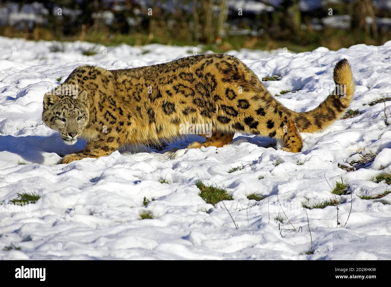 Snow Leopard or Ounce, uncia uncia, Standing in Snow Stock Photo - Alamy
