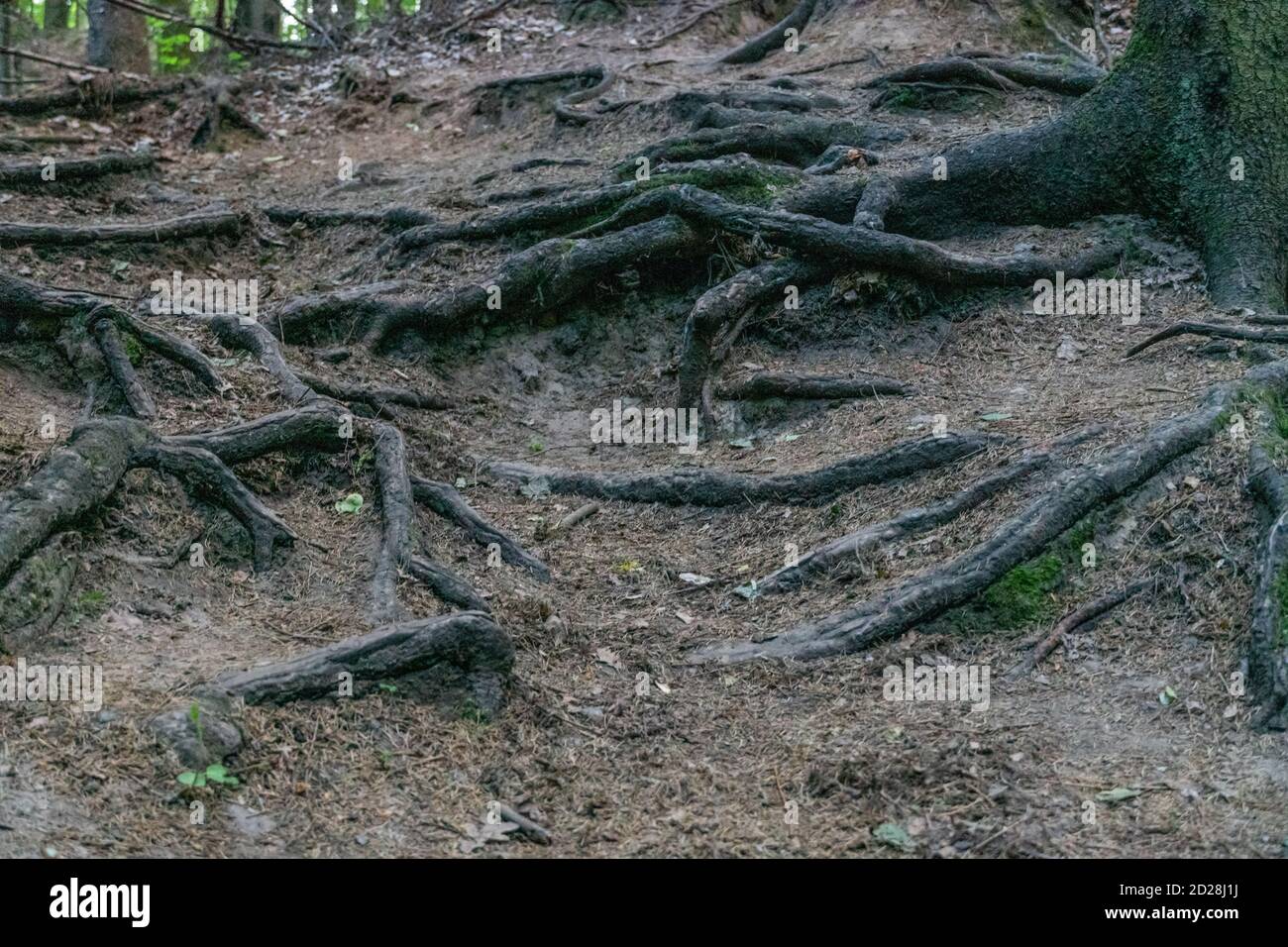 Whole Tree And Roots High Resolution Stock Photography and Images - Alamy