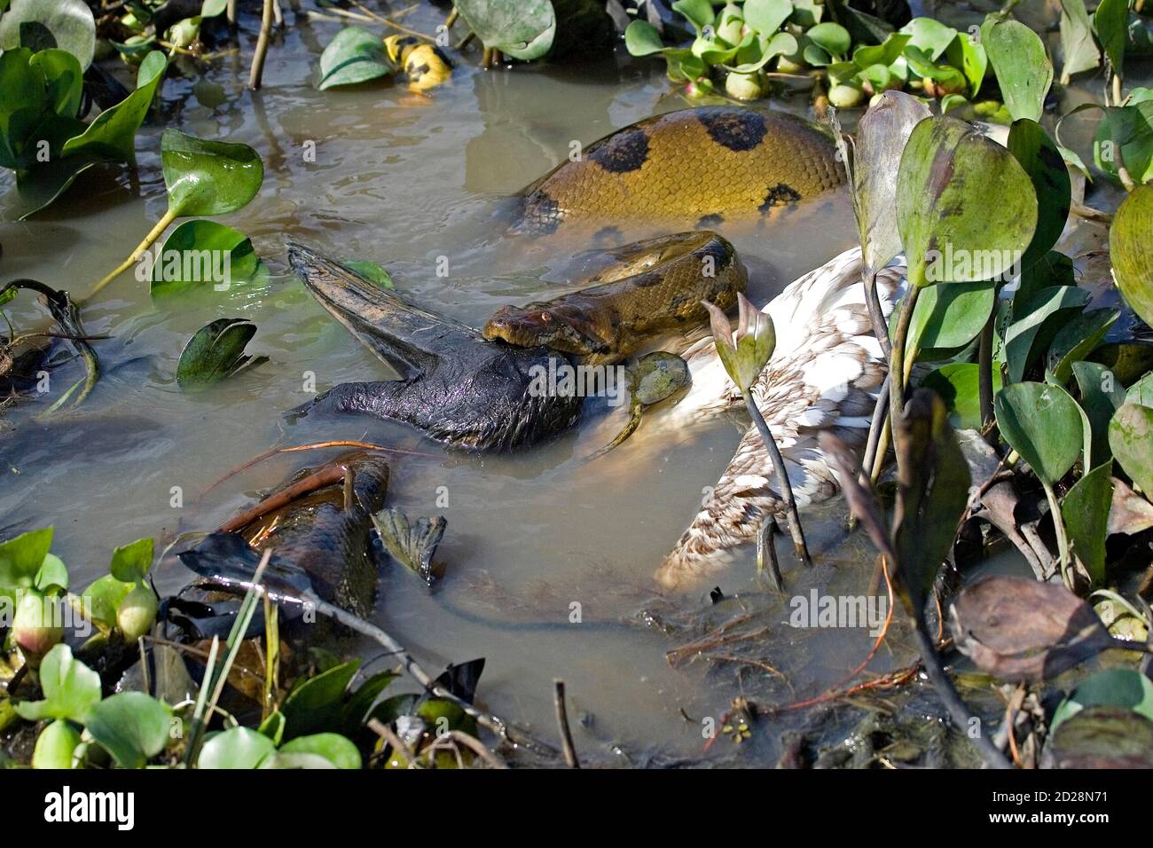 Green anaconda prey hi-res stock photography and images - Alamy