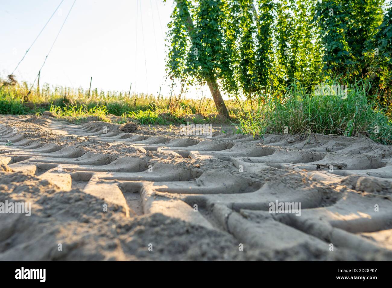 Tractor tracks in sand with selective focus and hop field in background Stock Photo