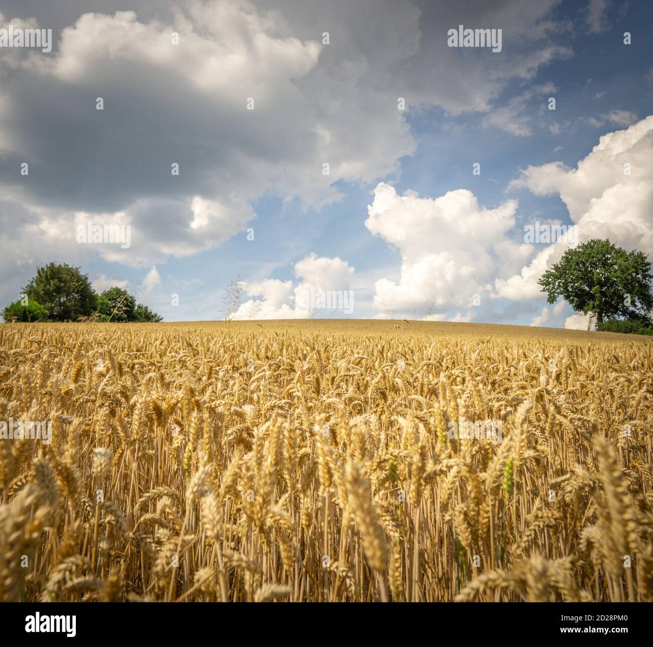 Field of Golden wheat under the blue sky and clouds Stock Photo