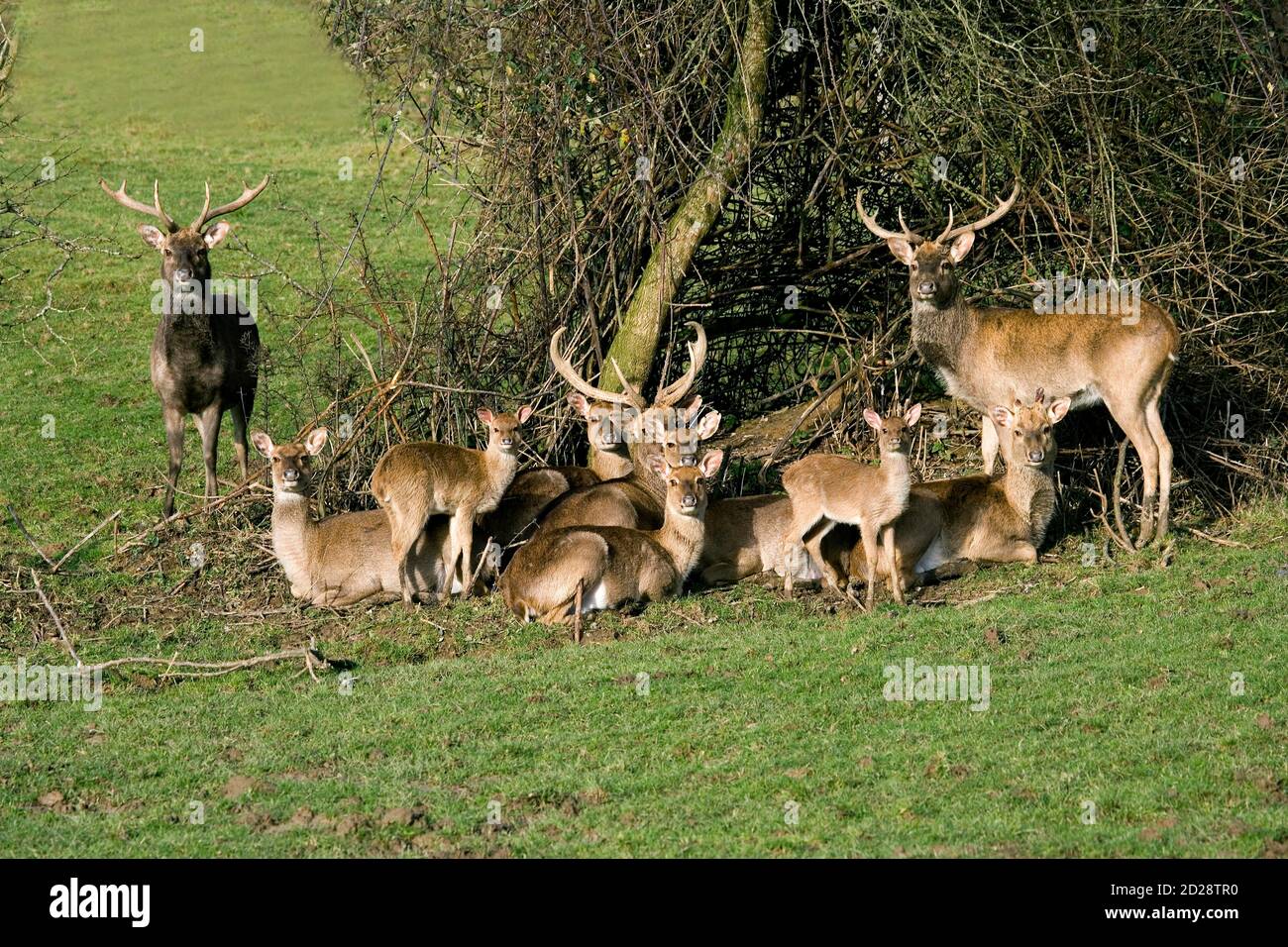 Eld's Deer or Brown-Antlered Deer, cervus eldii Stock Photo