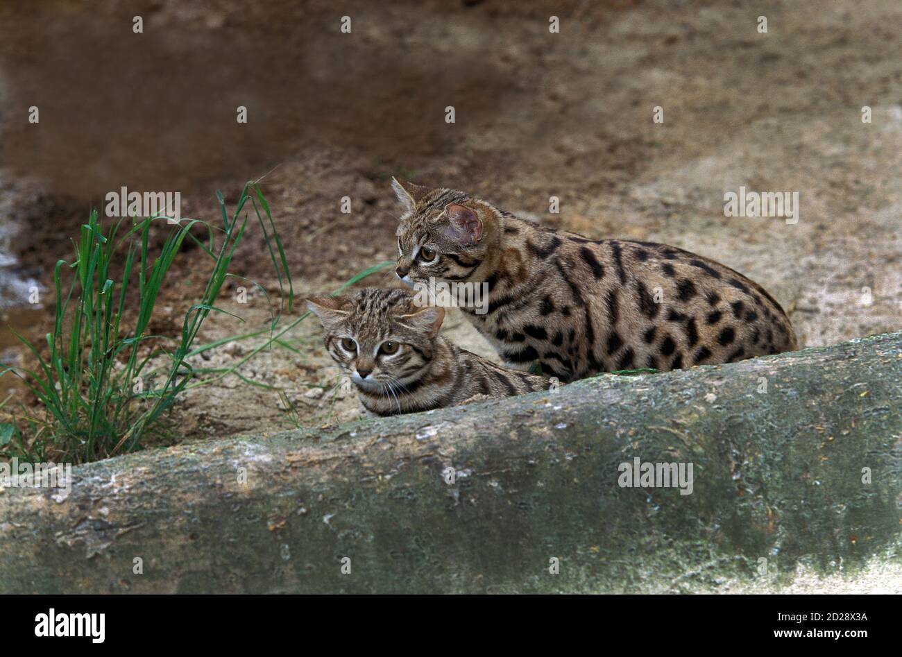 Black-footed Cat, felis nigripes, Mother and Cub Stock Photo