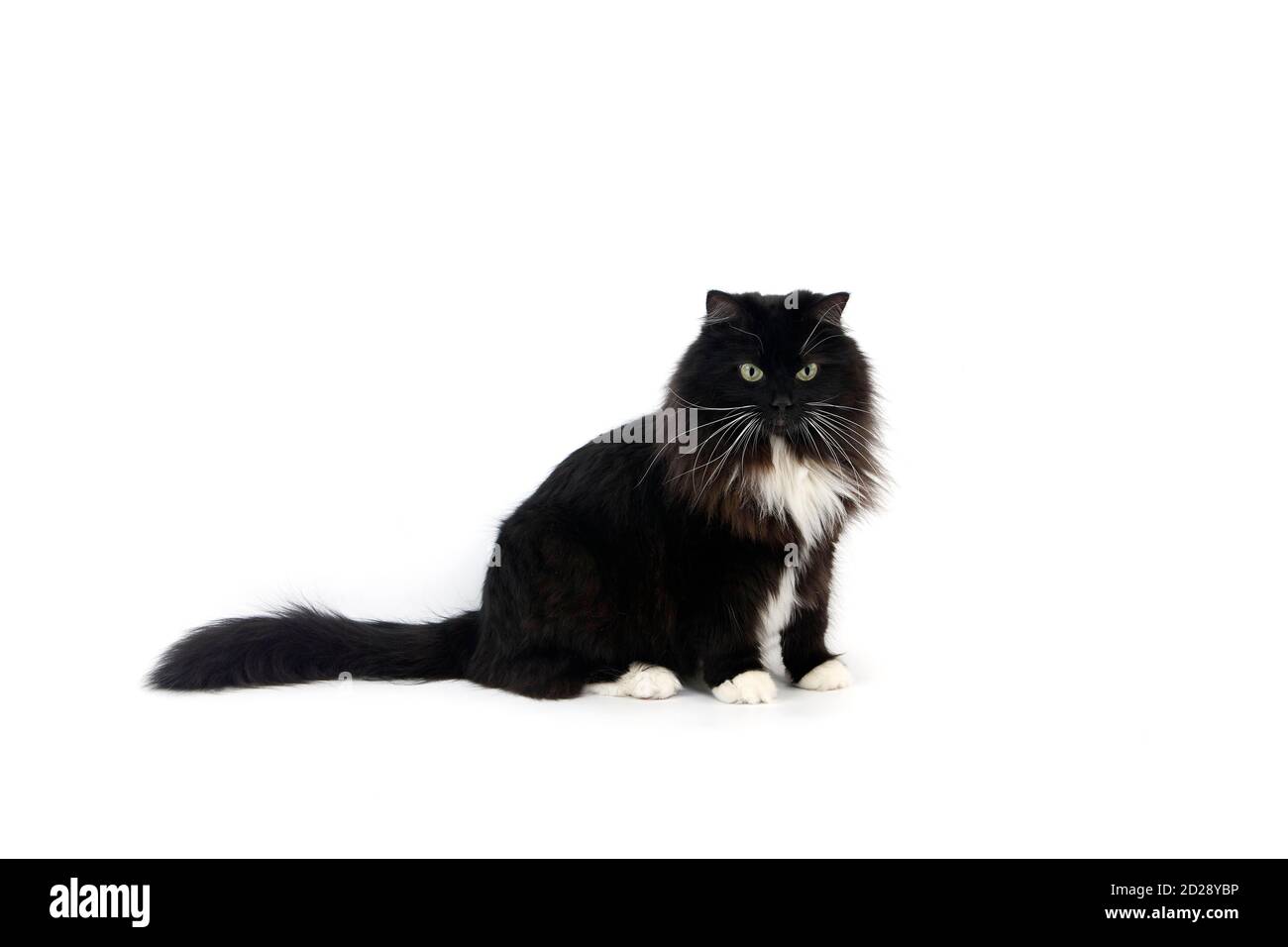 Black and White Siberian Domestic Cat, Female Stock Photo Alamy