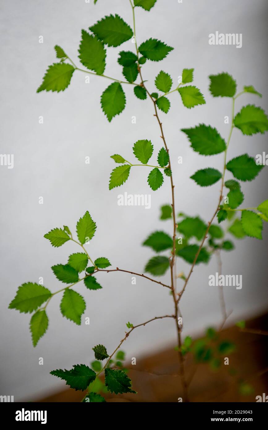 A young elm tree (ulmus) on a white background Stock Photo Alamy