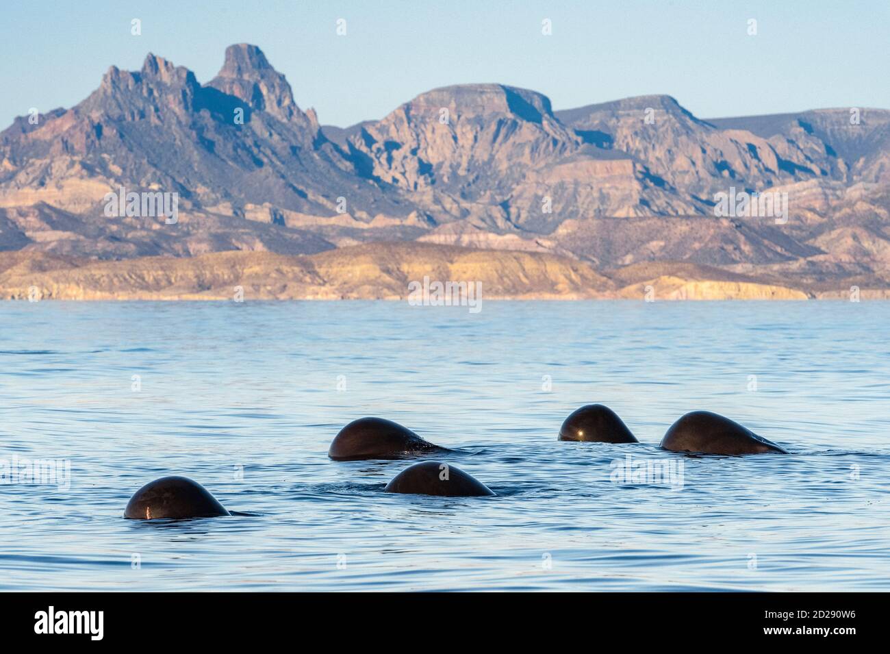 shortfinned pilot whales, Globicephala macrorhynchus, shortfinned