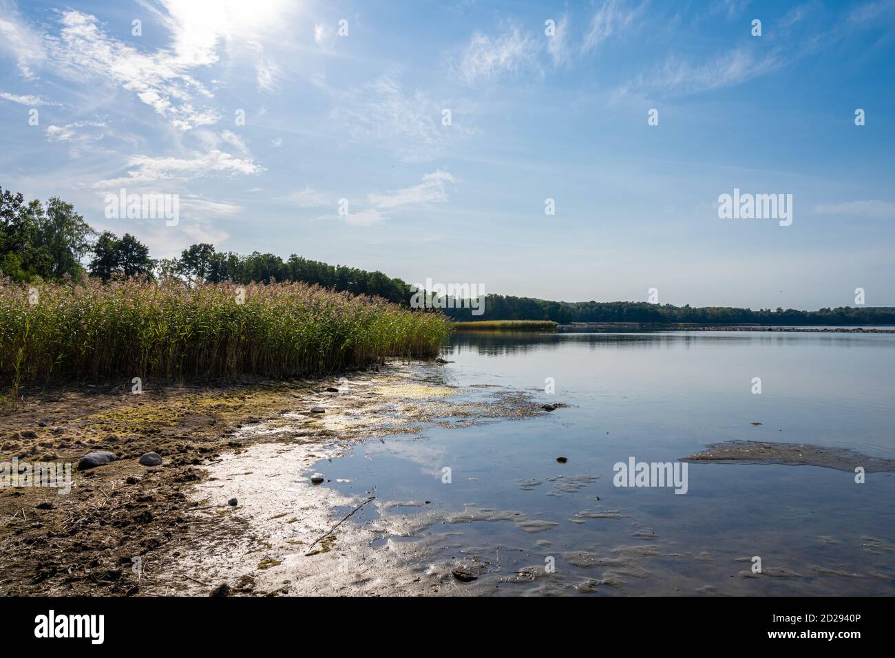 A backlit photo of a beautiful scenery with reed at a lake one of the ...