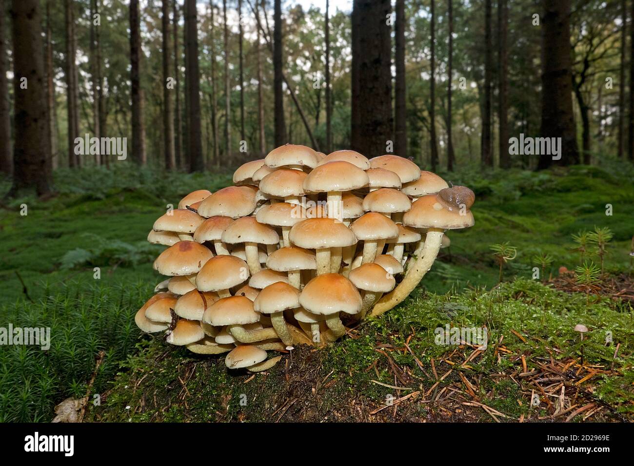 Clump of Sulphur Tuft toadstools, also known as Clustered Woodlover, a poisonous mushroom Stock Photo