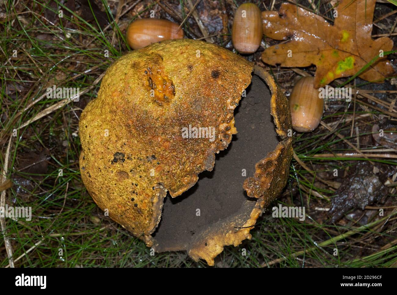Ripe, burst open and full of spores Pigskin poison puffball, Scleroderma citrinum, also known as Common earth ball Stock Photo