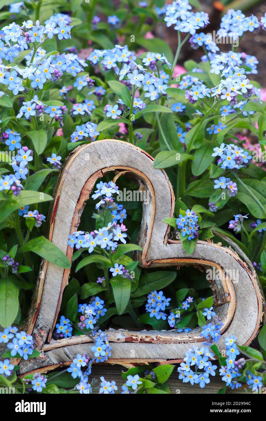wooden heart and forget me not flowers in spring garden Stock Photo