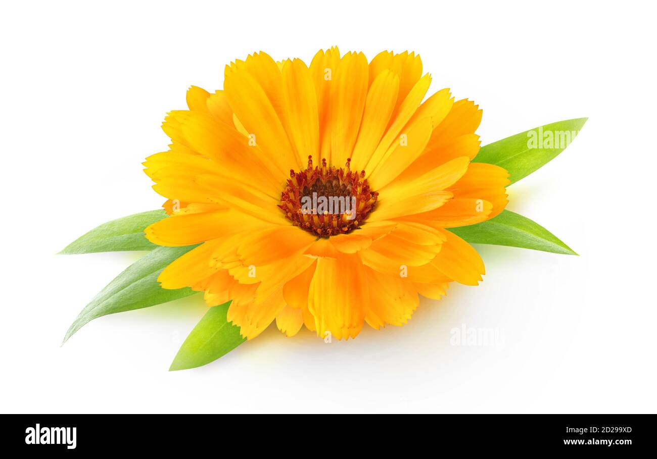 One flower head of calendula (marigold) with leaves isolated on white background Stock Photo