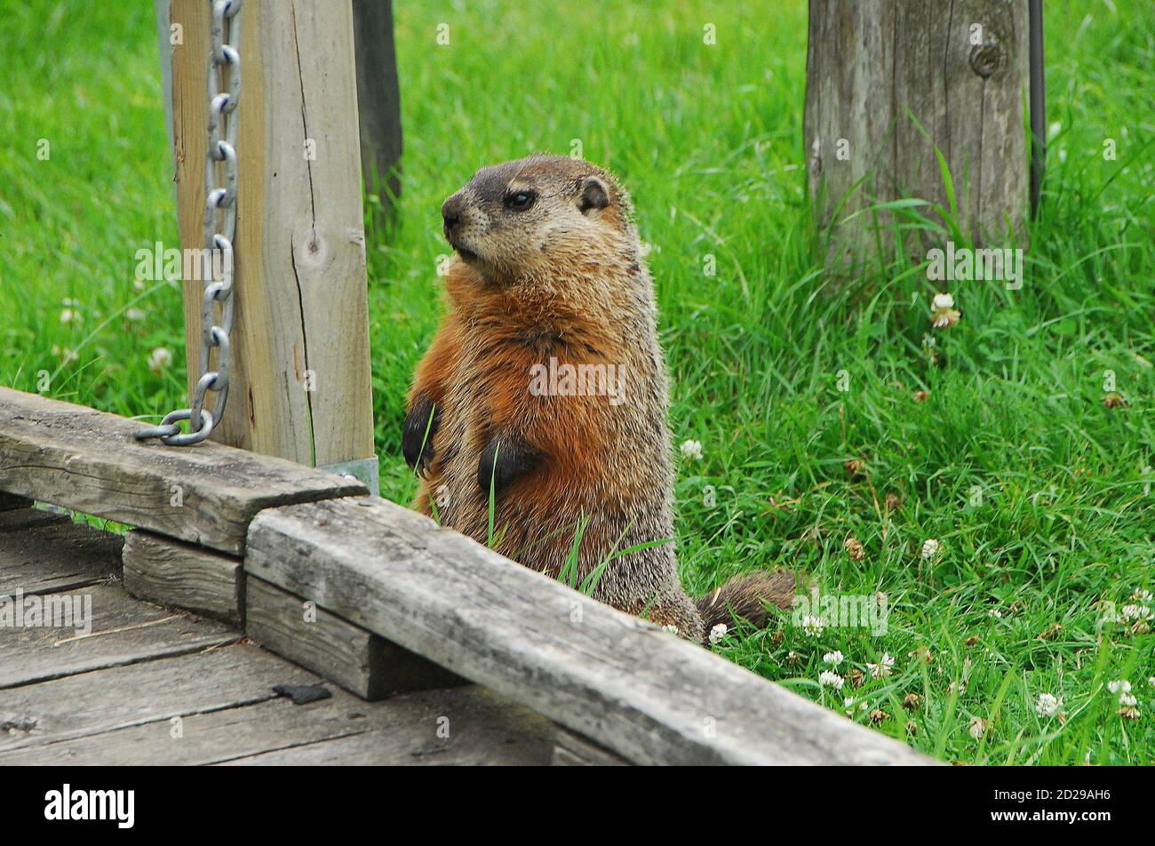 Groundhog standing on the grass near his home under the board walk at Mission Marsh in Thunder Bay Ontario. Stock Photo